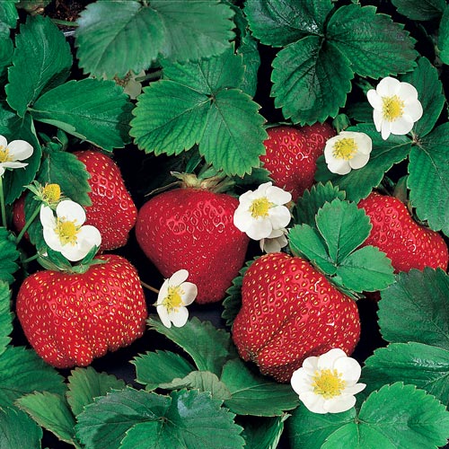 Strawberries, Ozark Beauty