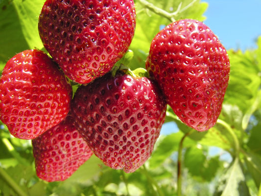 Strawberries, Sequoia