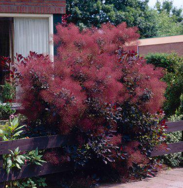 Smoke Tree