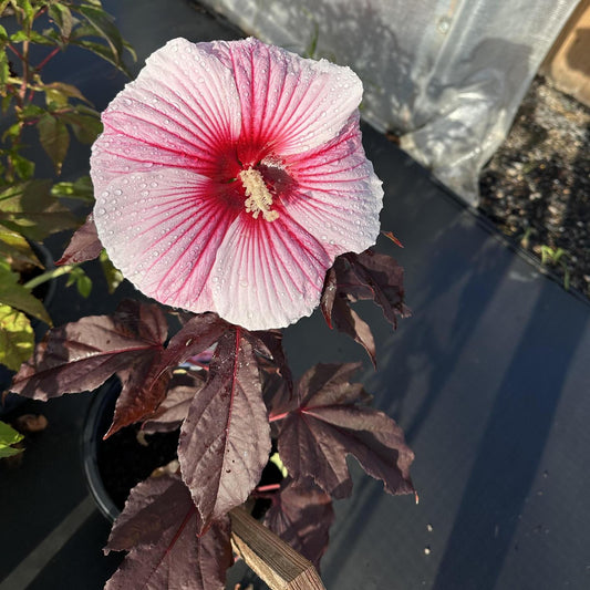 Hibiscus, Hardy