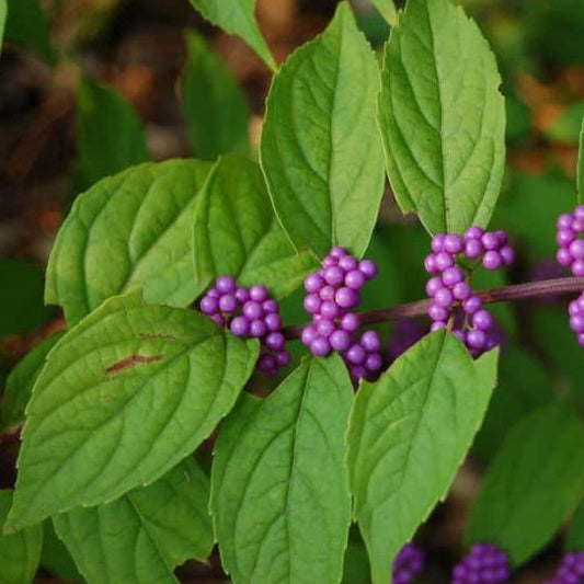 Beautyberry, American