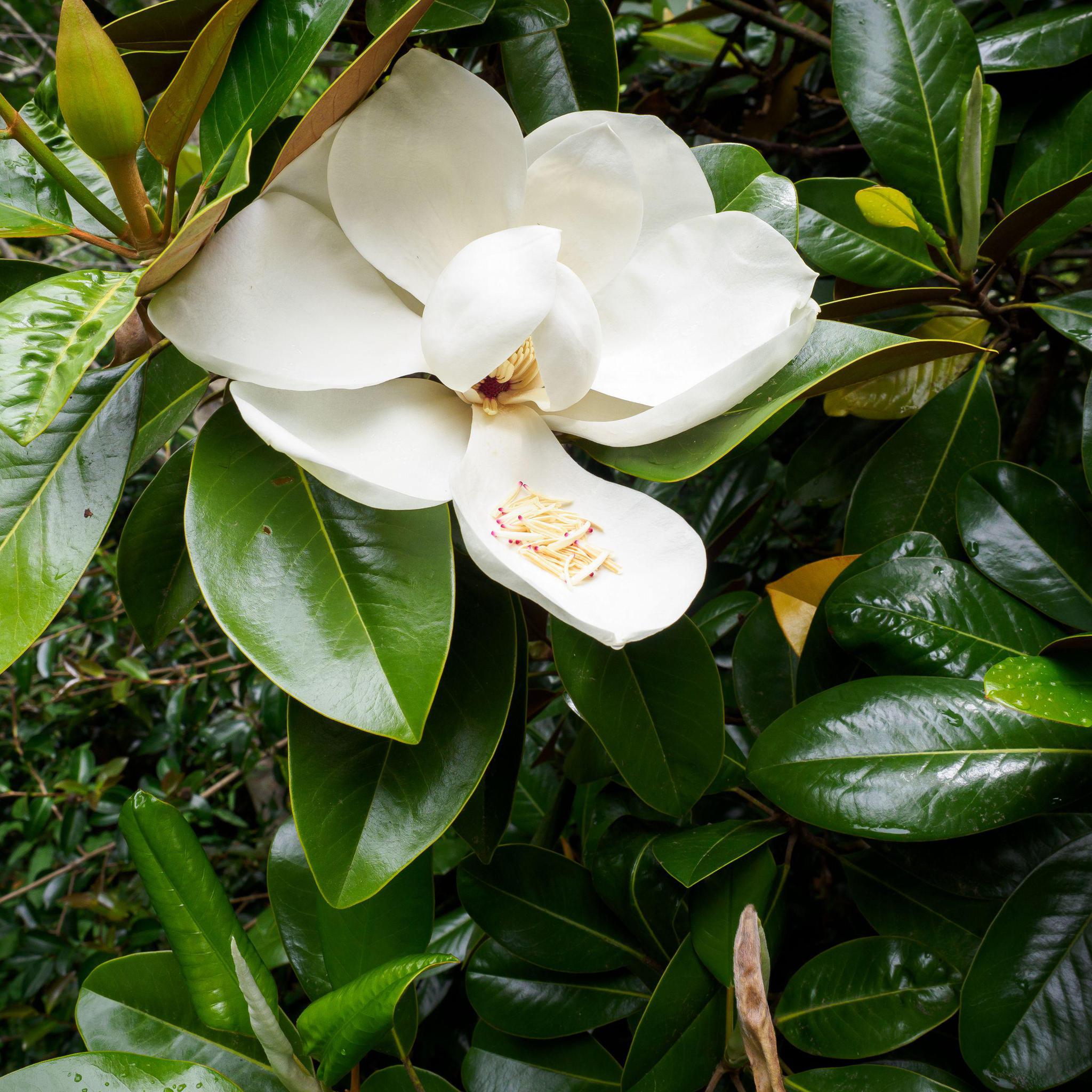 Magnolia, Southern