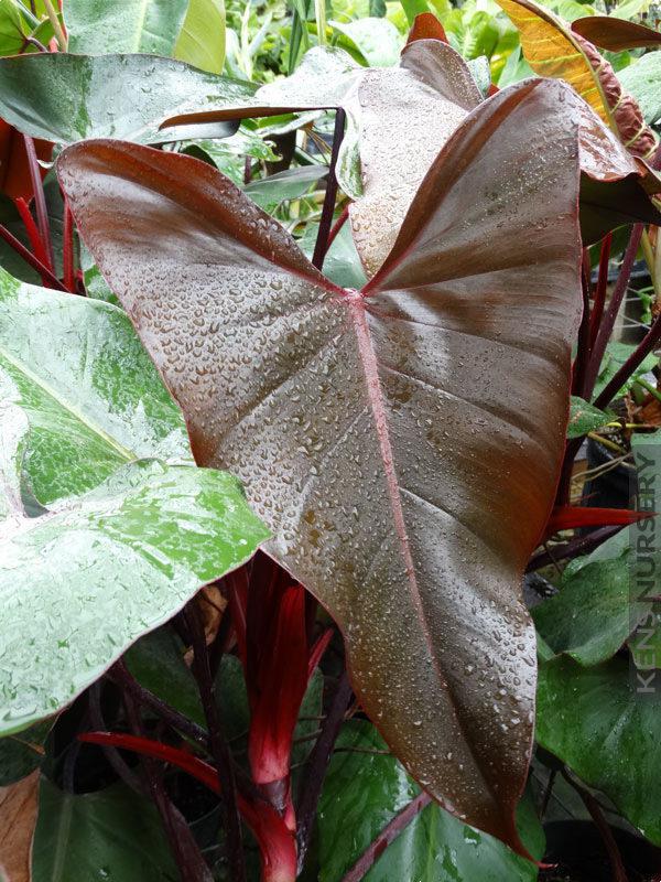 Philodendron, dark lord