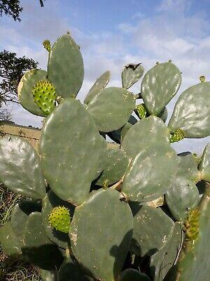 Cactus, Spineless Prickly Pear