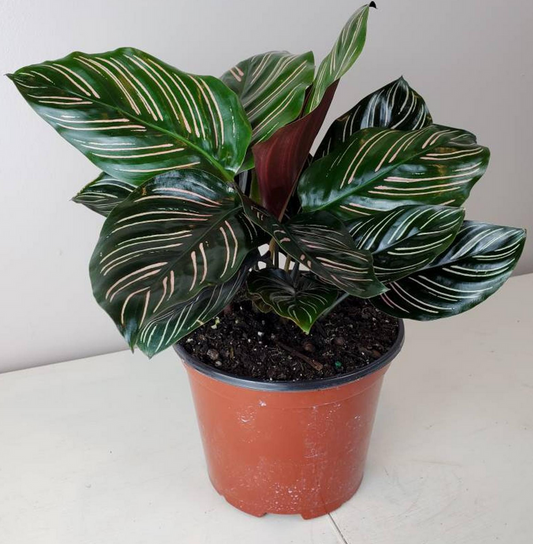 calathea, ornata