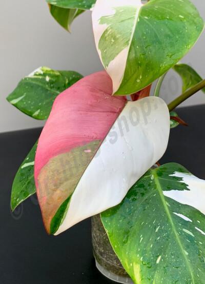 Philodendron, white princess