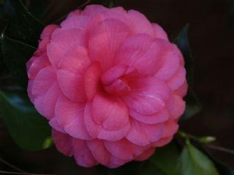 Camellia, Rose Dawn
