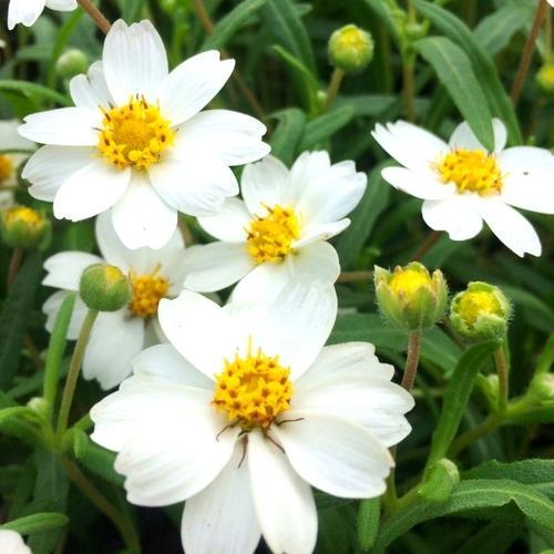 Blackfoot Daisy