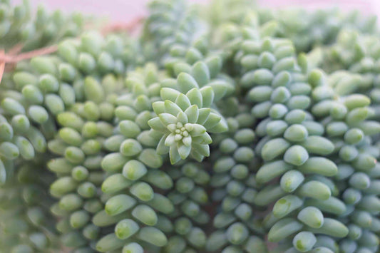 Donkey Tail