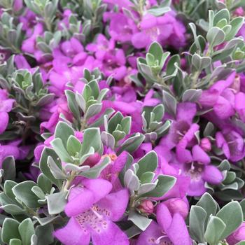 Texas Sage, San Antonia Rose