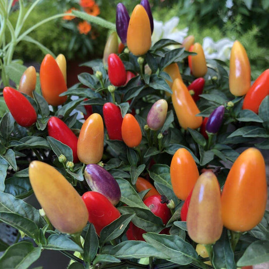 Peppers, Ornamental