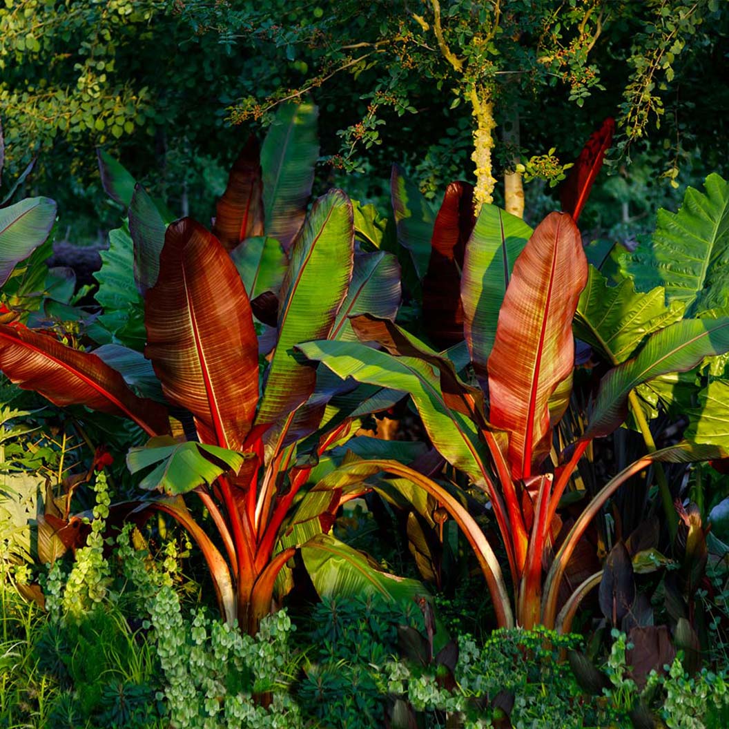 Banana Tree, Red