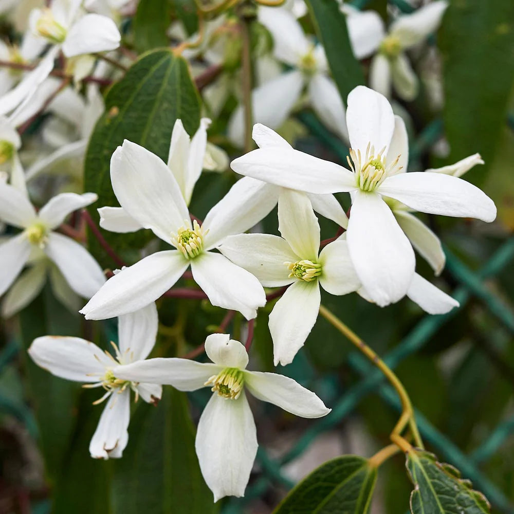 Clematis, Armandii (Snow Drift)