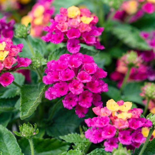 Lantana, Bandana Cherry