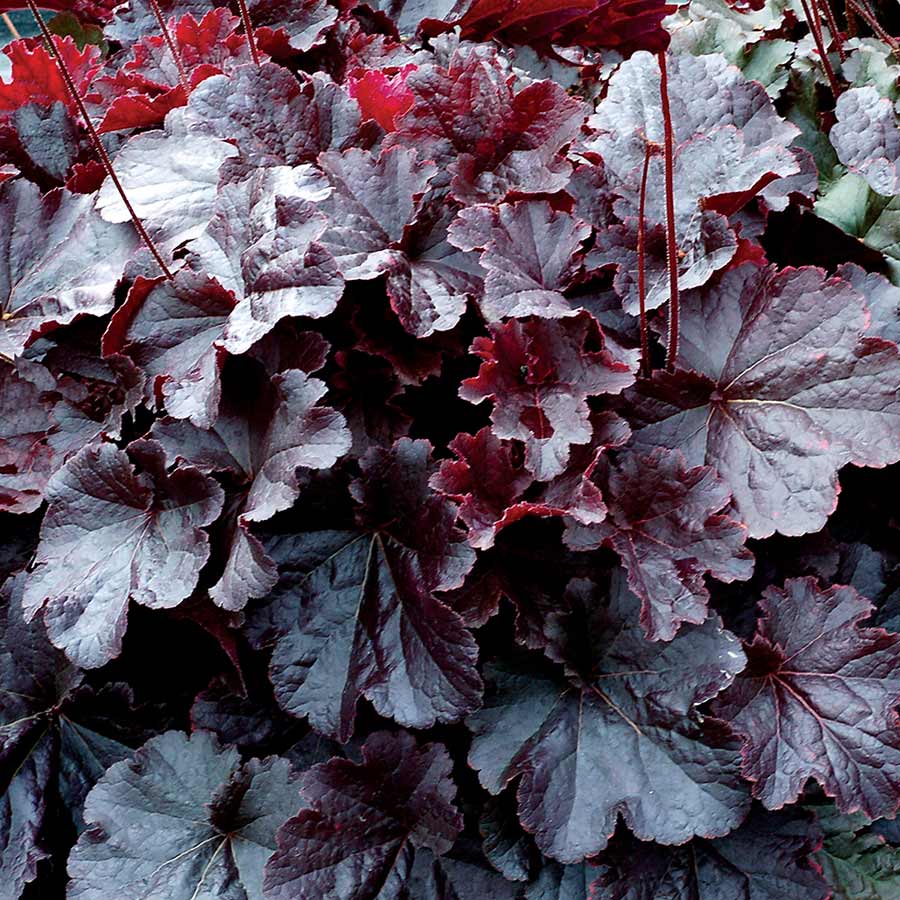 Heuchera, Black