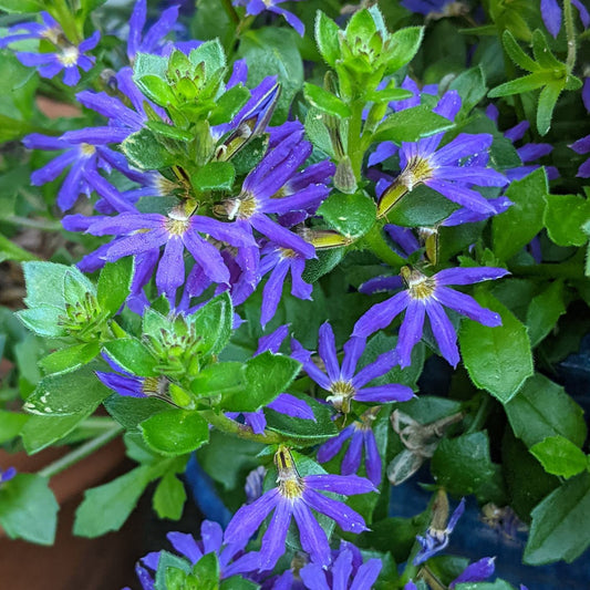Scaevola, Surdiva Blue Violet