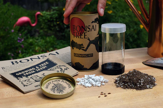 BONSAI TREE | SEED GROW KIT