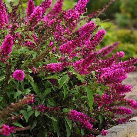 Butterfly Bush, Buzz