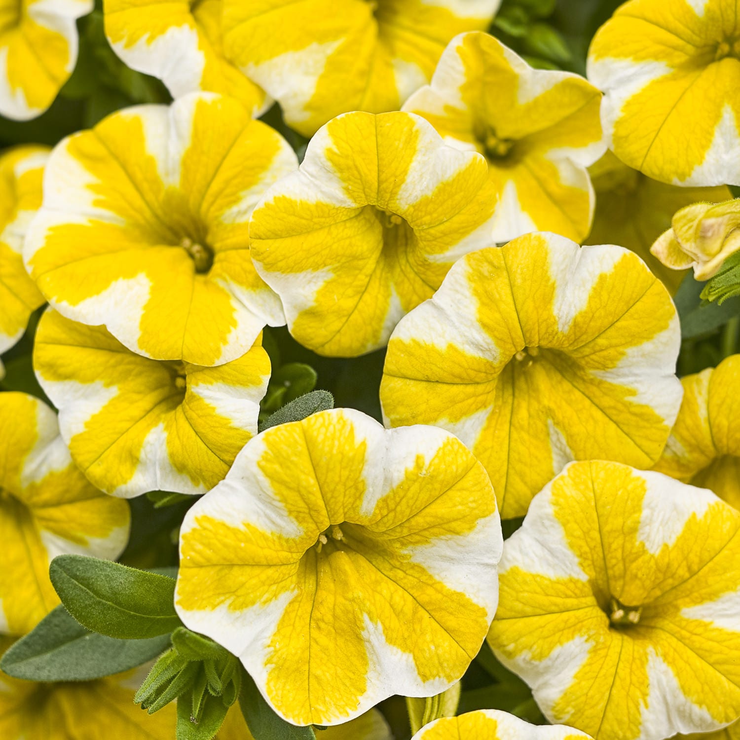 Calibrachoa (Million Bells), Yellow