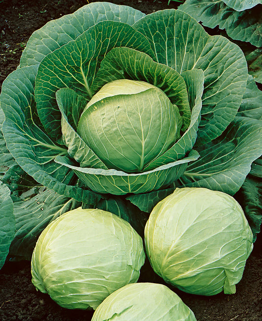 Cabbage, Round Dutch