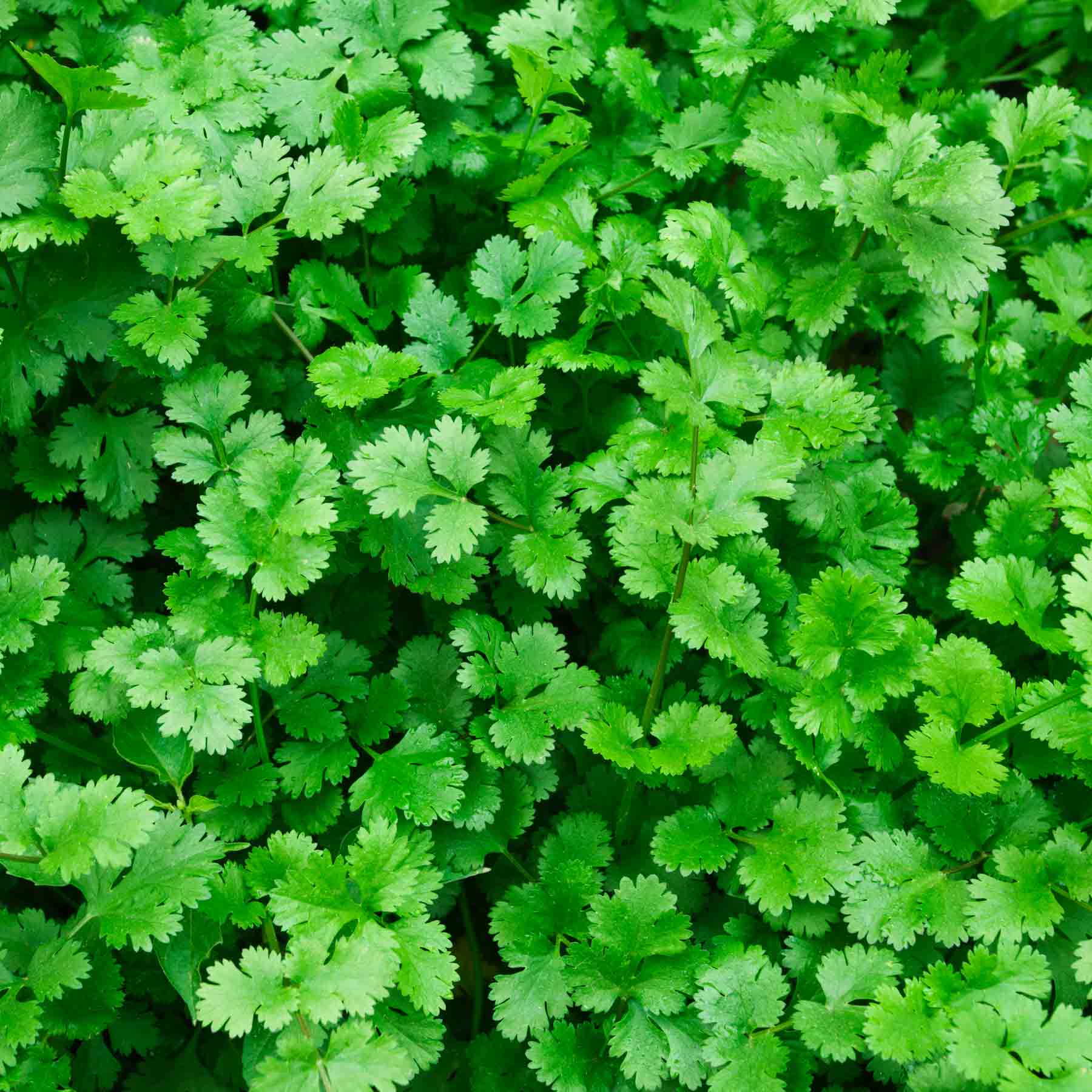 Herb, Cilantro/Coriander