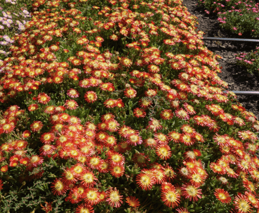 Delosperma, Ice Plant (Delmara Red)