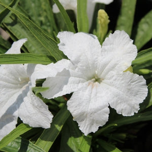 Ruellia, DWF White (Mexican Petunia)