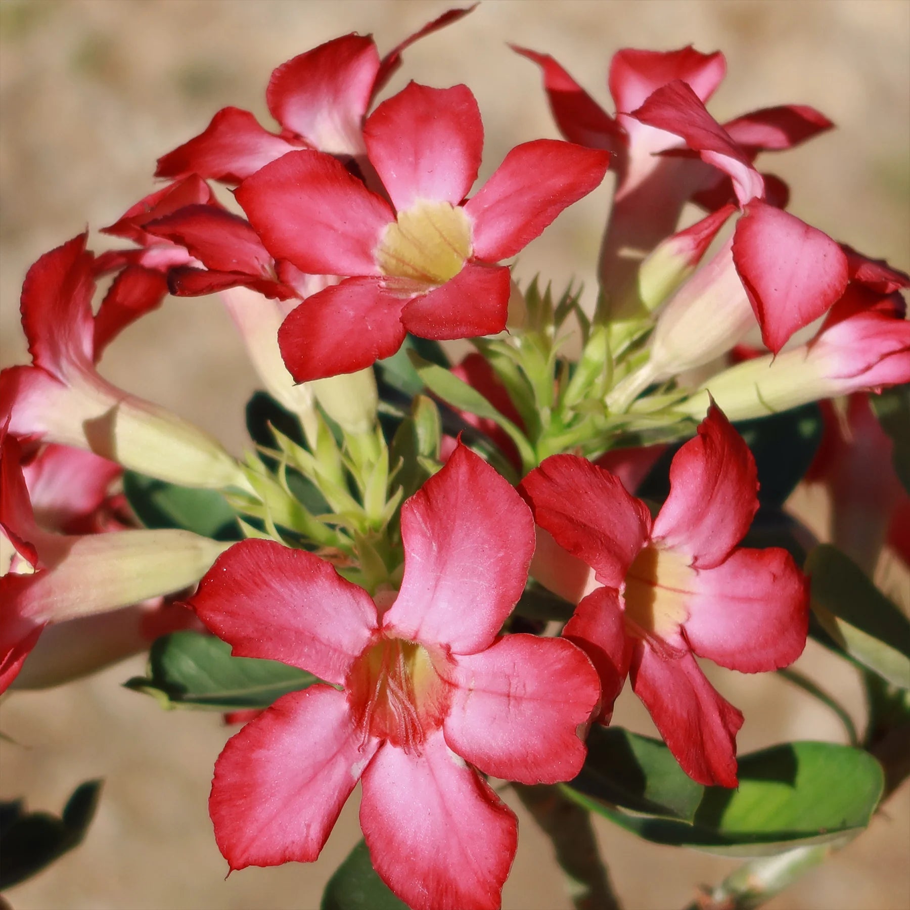 Desert Rose