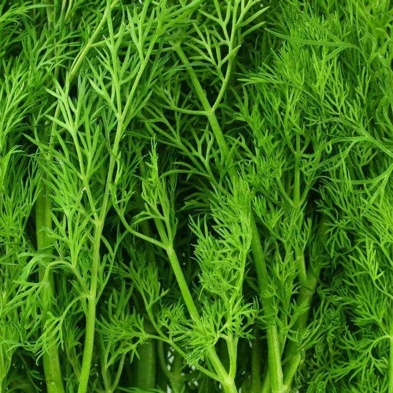 Herb, Dill