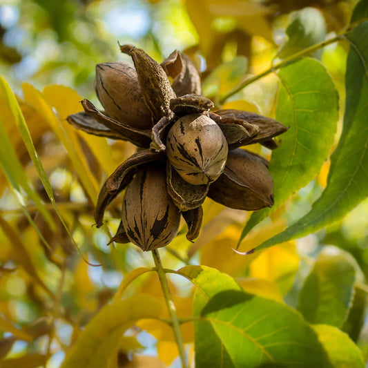 Tree, Pecan