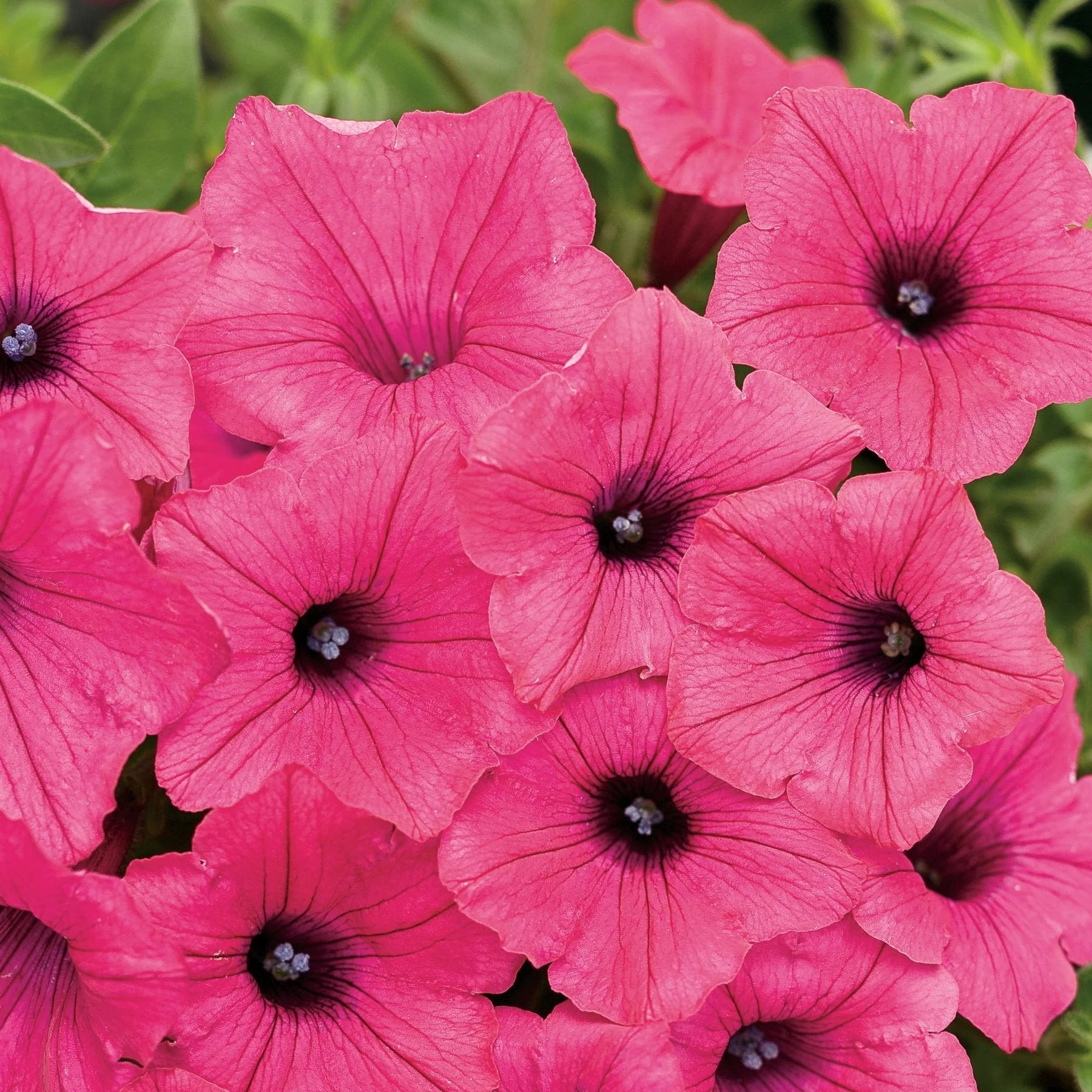 Supertunia, Fuchsia