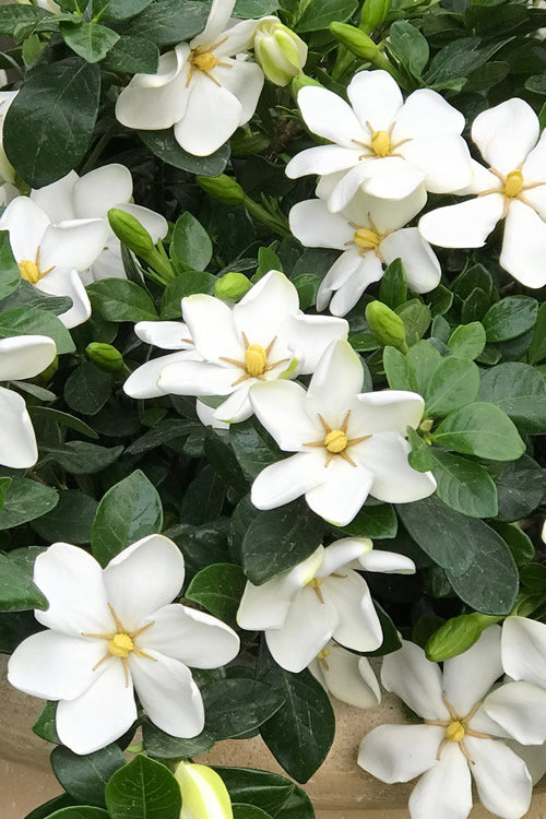 Daisy Gardenia