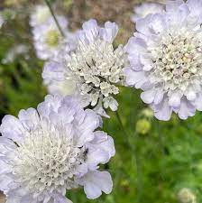 Scabiosa (Pincushion), Giga Silver