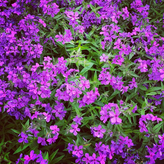 Phlox, Paparazzi Jagger