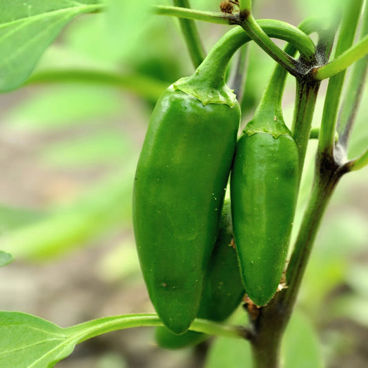 Pepper, Jalepeño