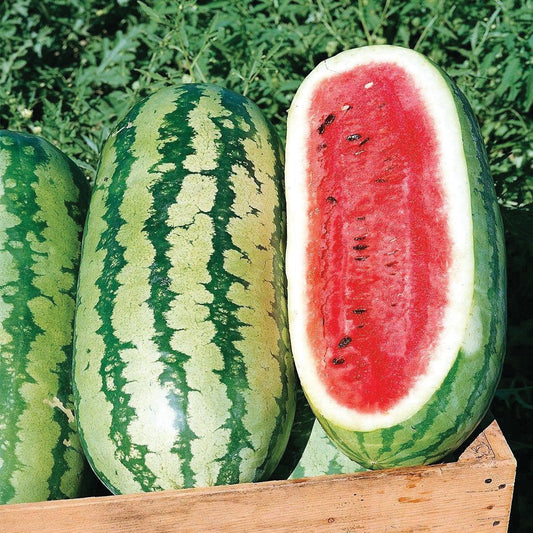 Watermelon, Jubilee