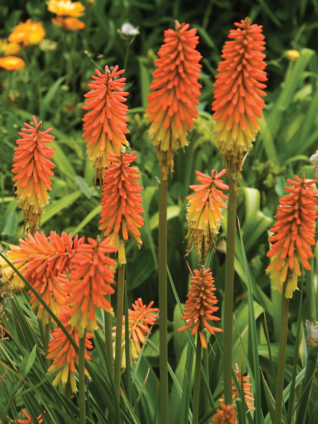 Kniphofia (Torch Lily), Flamenco