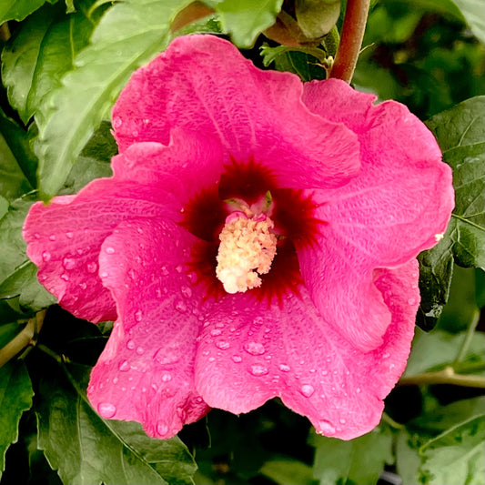 Hibiscus, Lil Kim Red (Rose of Sharon)