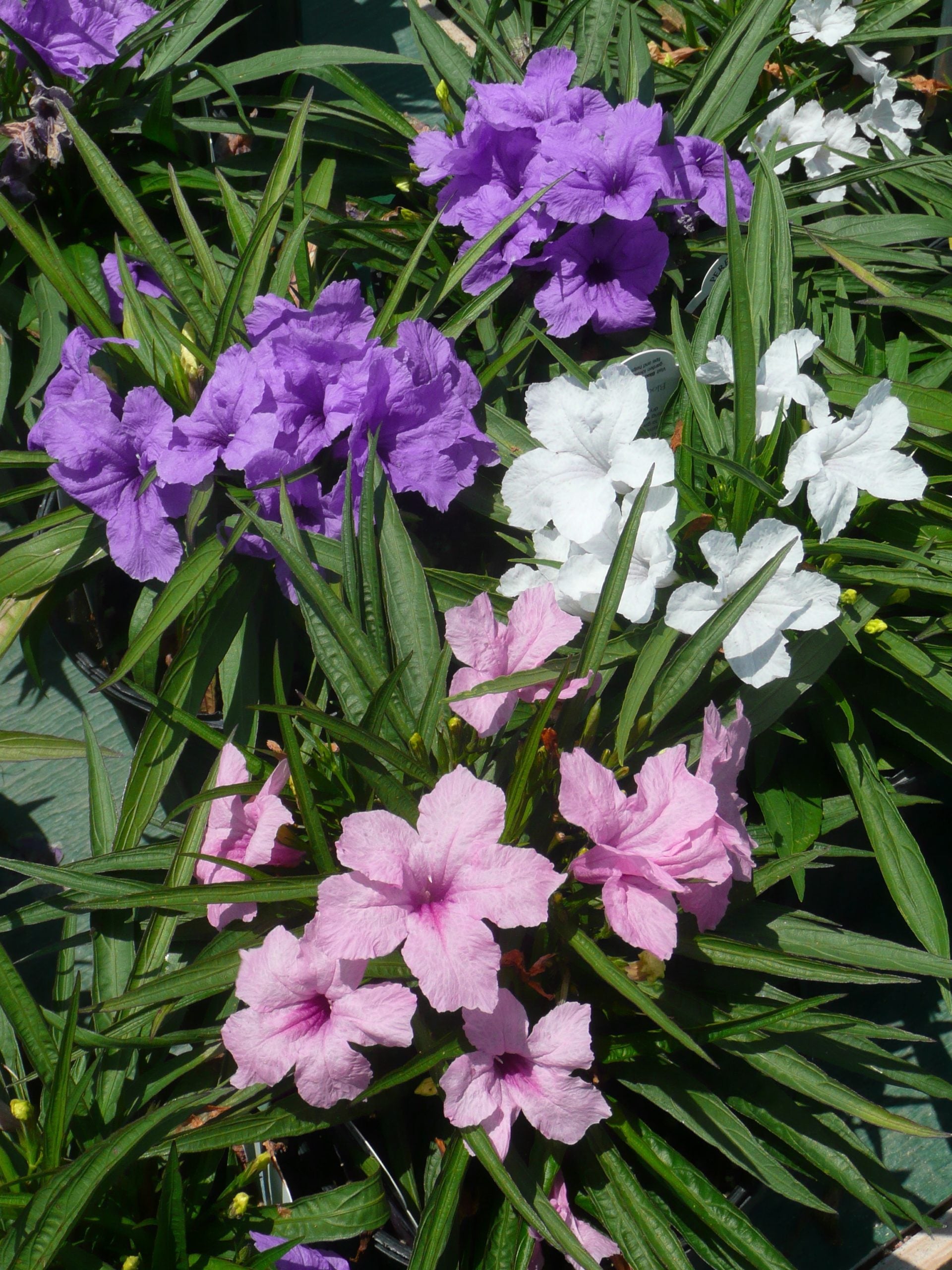 Ruellia, DWF Variety (Mexican Petunia)