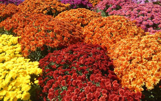 Chrysanthemum, "Mums"