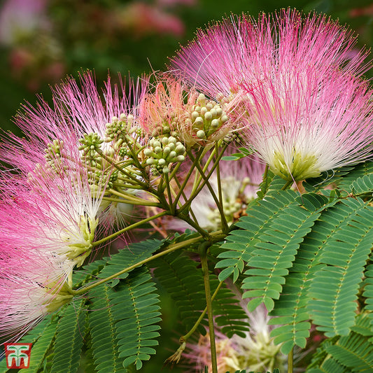 Mimosa, Ombrella