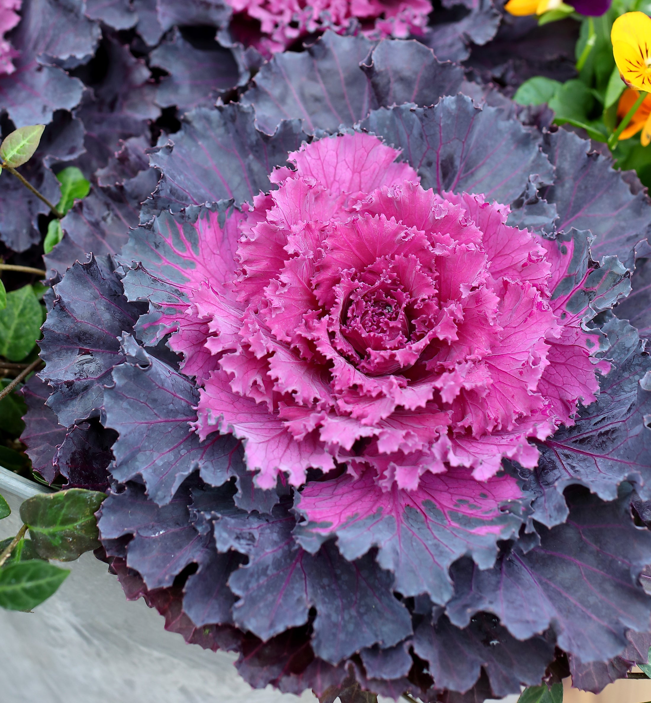 Cabbage, Osaka Red (Ornamental)