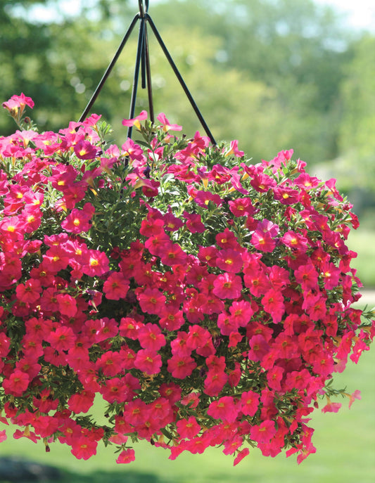 Petchoa SuperCal, Hanging Basket