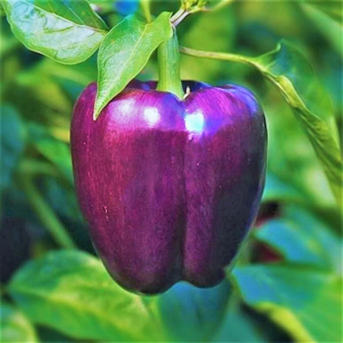 Pepper, Purple Bell