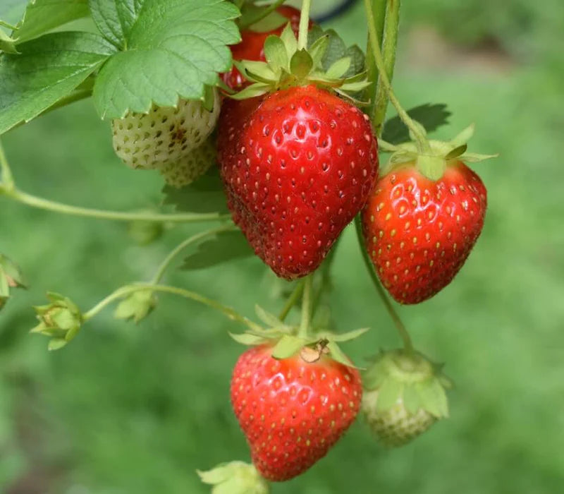Strawberries, Quinault