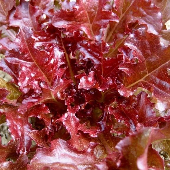 Lettuce, Salad Bowl (Red)