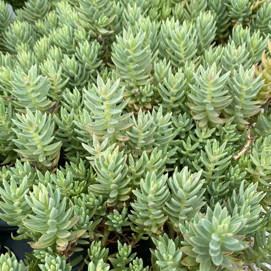 Sedum, Royal Pine