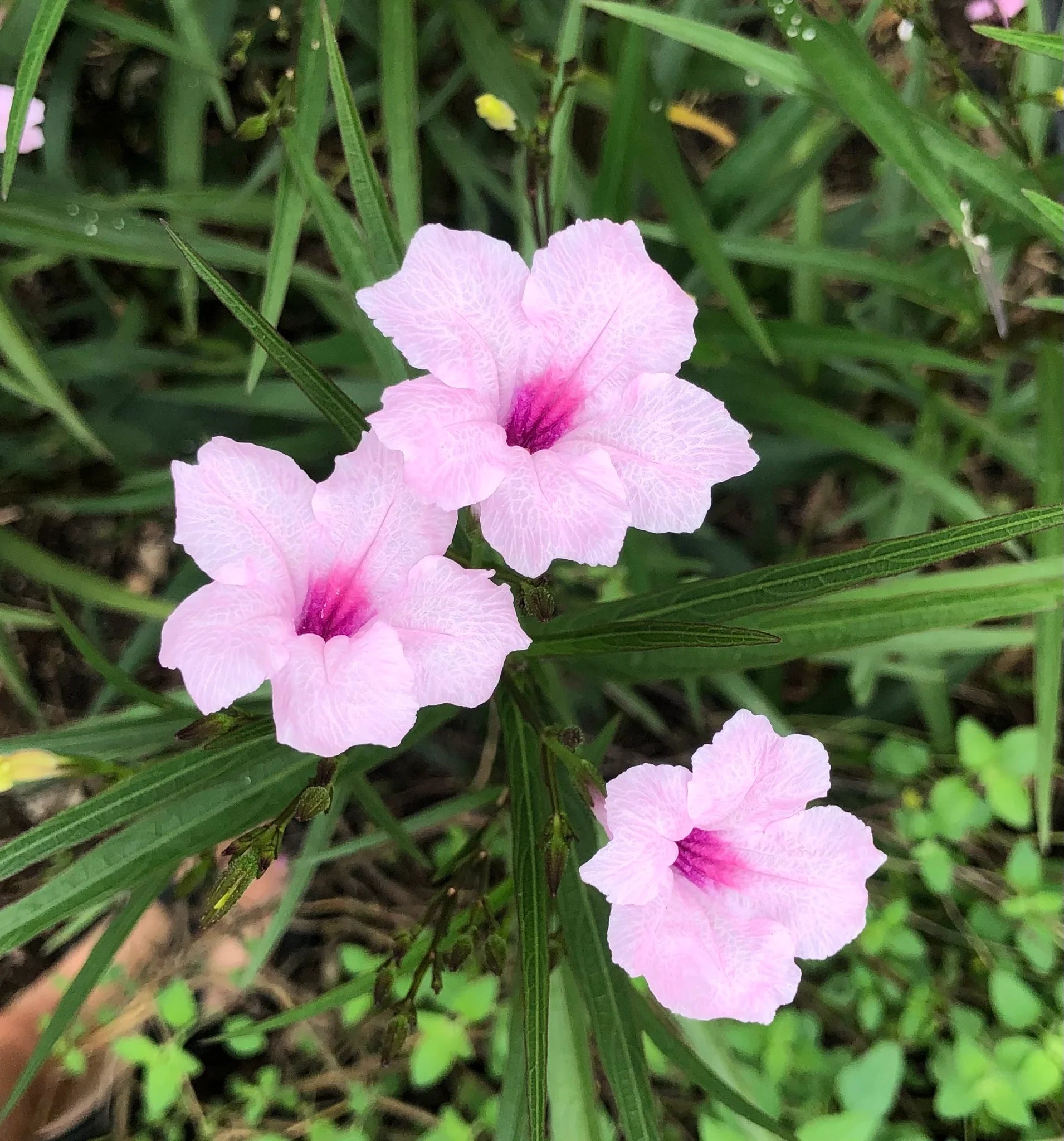 Ruellia, Pink (Mexican Petunia)