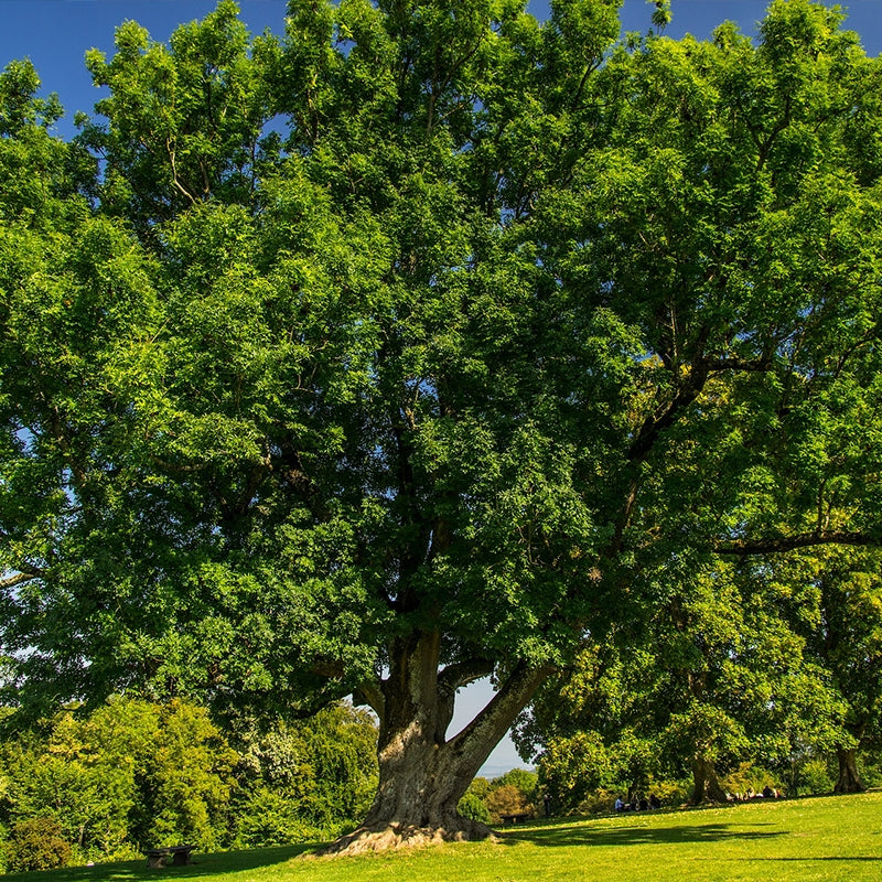 Canopy Trees