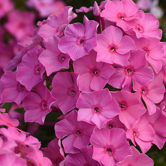 Phlox, Super Ka-Pow Fuchsia